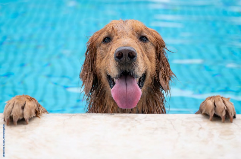 Du betrachtest gerade 26.09.2026 | Hundeschwimmen im Freibad